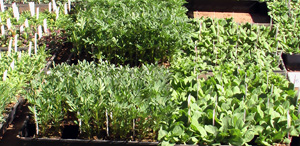 Seedlings seedlings Seedlings