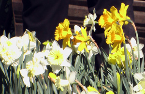 Seedlings tulup Seedlings