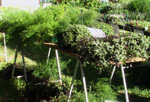 Seedlings plants Seedlings