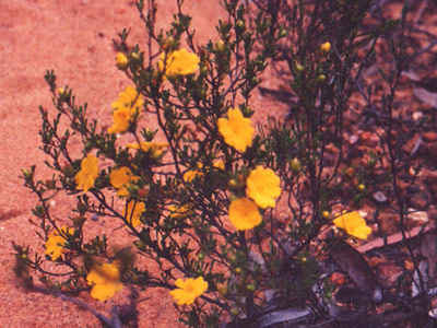 Dubbo Field Naturalists flower Dubbo Field Naturalists